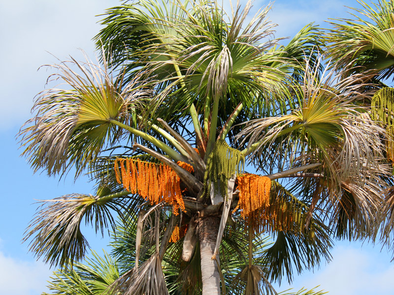 buriti