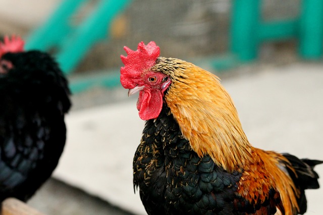 cock-3410139 640