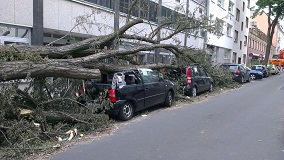 tree-plant-road-street-car-parking-837635-pxhere.com