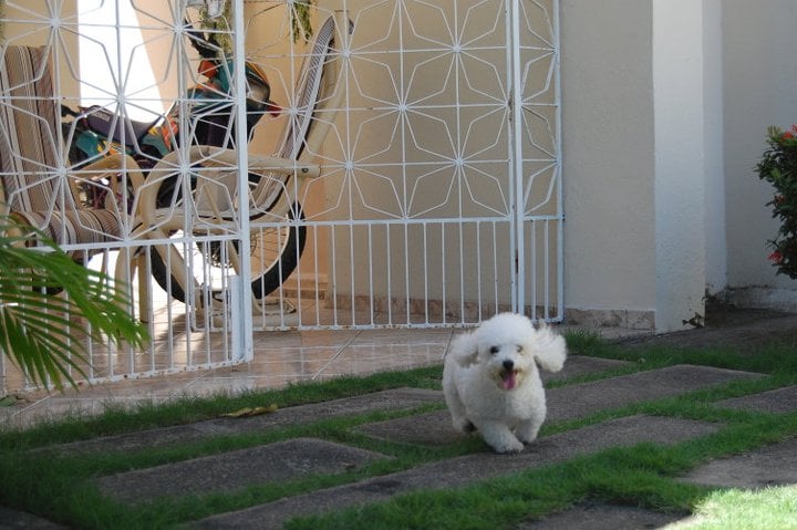 Pudo