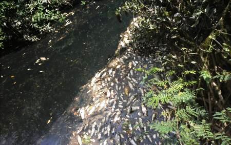Produto lançado no rio matou milhares de peixes