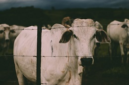 feliphe-schiarolli-501977-unsplash